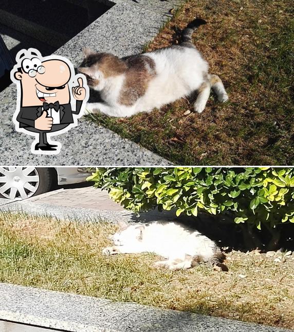 Vedi la immagine di Bar Antimo