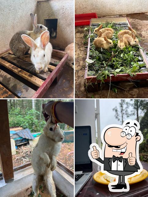 See this image of Hunt the rabbit - restaurant