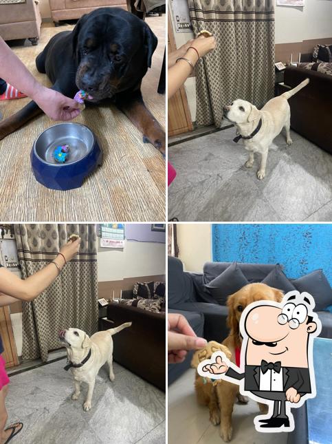 Check out how Simba's Barkery - Pet Bakery (Dog Cake & Treats) looks inside