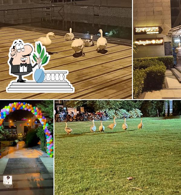 Check out how Armaan Restaurant and The Jungleee cafe looks outside