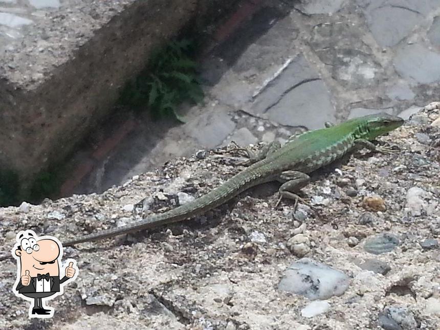 Ecco una foto di Panificio & Biscottificio Baroni