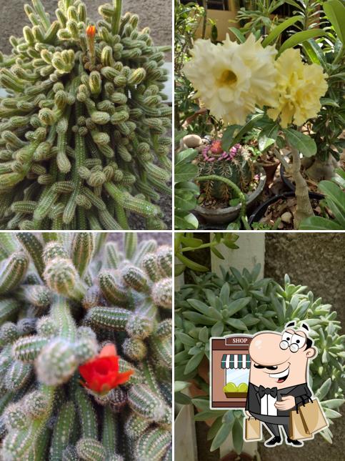 Cactus Bar (Milagres-CE)