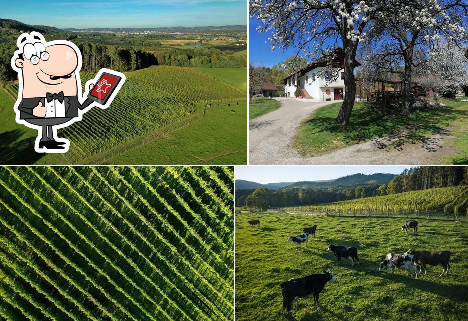 Guarda gli esterni di Vineyard Vrecl