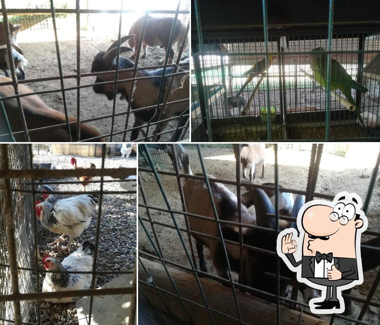 Guarda questa foto di Agriturismo ASPERTI