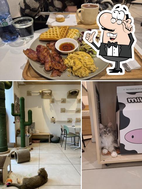 La immagine della interni e cibo di Miaoka Cat Cafè