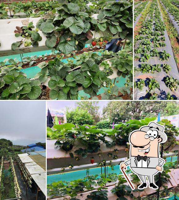 Mount View Strawberry Garden and Restaurant