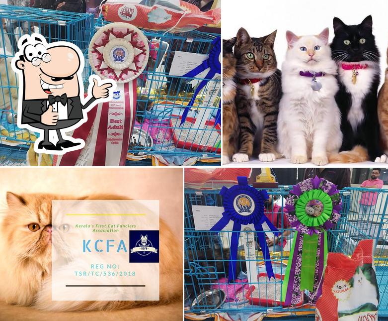 Persian Cat sales in kerala