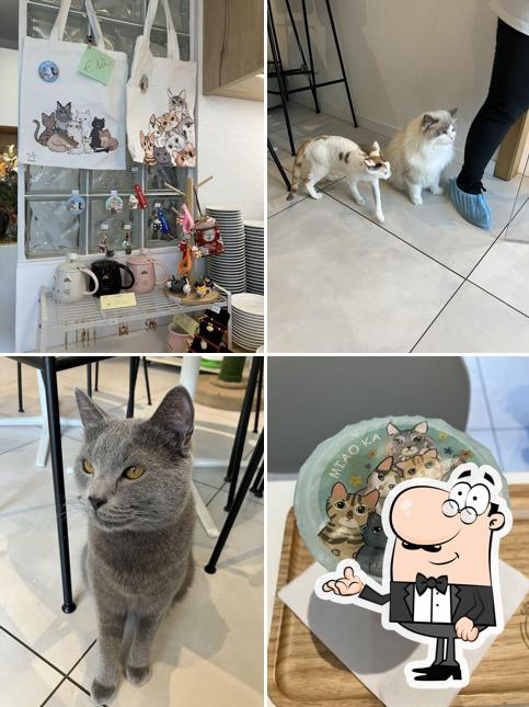 Siediti a un tavolo di Miaoka Cat Cafè