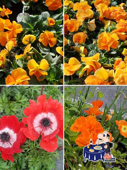 Sashimi à Restaurant/Pizzeria Le Claire Vue