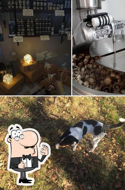 Guarda la foto di Tartufi di Acqualagna